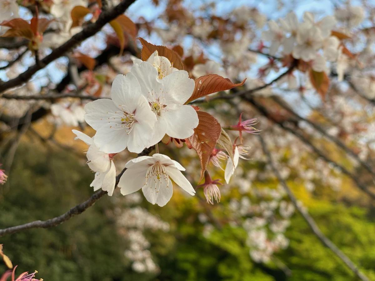 Appartamento Omotesando Stories Tokyo